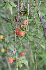 Image result for Diospyros lycioides