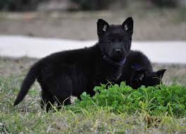 We did not find results for: All Black German Shepherd Puppies For Sale In Texas Petsidi