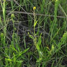 Image result for Crassocephalum montuosum