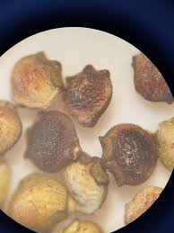 Image result for Rhynchospora eximia