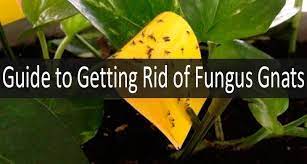 Drown flies by leaving out a bowl of. 5 Best Ways To Get Rid Of Fungus Gnats In Your House For Sure Guide