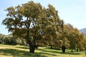 Image result for Quercus suber