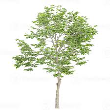 Image result for Pterocarpus indicus