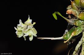 Image result for Polystachya dendrobiiflora