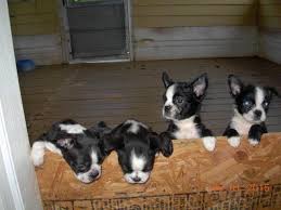 Boston terrier puppies for sale and dogs for adoption in florida, fl. Boston Terrier Puppies 10 Weeks Old For Sale In Jacksonville Florida Classified Americanlisted Com