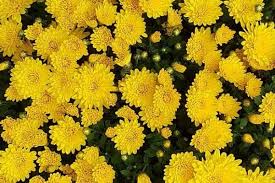Two of the best types for flower gardens are the threadleaf varieties (coreopsis verticillata) like 'moonbeam' and 'zagreb' (shown here). 10 Yellow Perennials Urban Garden Gal