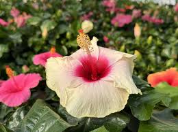 Image result for Hibiscus platycalyx
