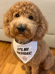 The other parent breed can affect this, especially if they are the mother, so make sure you ask the breeder about them. It S My Birthday White Dog Bandana Birthday Boy Etsy In 2021 White Dog Bandana Dog Birthday Cupcakes Dog Bandana