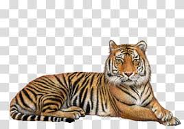 4.5 out of 5 stars (208) 208 reviews $. Brown Tiger Tiger Tiger Transparent Background Png Clipart Watercolor Tiger Tiger Illustration Psd Free Photoshop