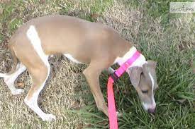 Akc Fawn And White Male Ig Puppy Italian Greyhound Puppies Italian Greyhound Greyhound Puppy