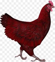 Budapest short face tumblers are a breed of fancy pigeon developed over many years of selective breeding. Dog And Cat Chicken Domestication Adage Budapest Bird Rooster Beak Chicken Cat Dog Png Pngwing