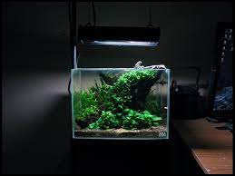 Pin On Planted Nano Aquariums