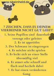 7 zeichen wie du merkst dass es deinem vierbeiner nicht gut geht hundegesundheit hunde gesundheit