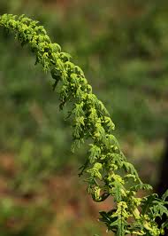 Image result for Dysphania schraderiana