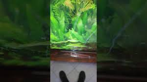 Come identificare, trattare e proteggere la tua cannabis dalle cavallette. Uova P Scalare Su Foglia Pagina 4 Forum Acquariofilia Facile Allestimento E Gestione Facile Dell Acquario Tutto Sui Pesci Tropicali