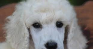Black And White Standard Poodle Puppies For Sale 046 Satin S White No Polish Male Poodle Puppies For Sale Poodle Puppy Puppies For Sale