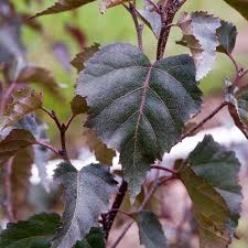 Maybe you would like to learn more about one of these? Royal Frost Birch Trees For Sale Fastgrowingtrees Com