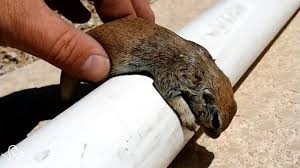 Lil buddy just needed a nice blanket and a walnut. Tiny Squirrel Who Nearly Drowned Is Nursed Back To Life By Pool Guy Youtube