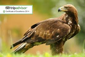 3hr Birds Of Prey Experience Birds Of Prey Falconry Prey