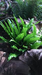 Image result for Asplenium staudtii