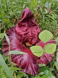 Image result for Ypsilopus