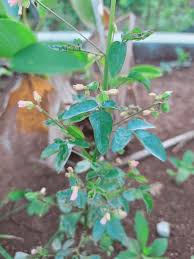 Image result for Desmodium incanum