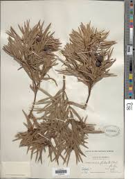 Image result for Afrocarpus usambarensis