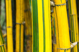 Image result for Bamboo Yellow 1958 Imperial