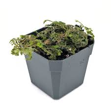 Image result for Selaginella chevalieri