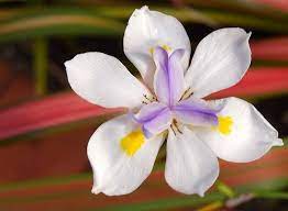 Australian Native Iris Australian Native Flowers Australian Flowers Hardy Plants
