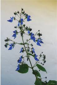 Image result for Coleus hereroensis