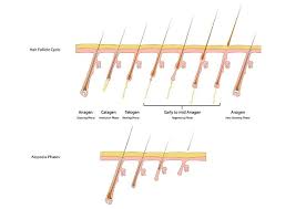The length of your anagen phase determines the maximum length of your hair. Hair Growth Cycle Stages Of Hair Growth Ny Hair Loss