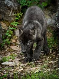 We did not find results for: Nature Daily News Mag Wolf Dog Wolf Pup Baby Wolves