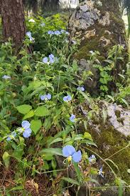 Image result for Commelina nigritana