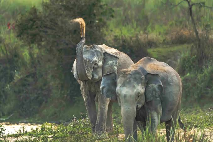 Kaziranga National Park Image 3