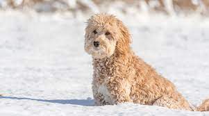 Cream/red colors are in essence recessive dominant, if that makes sense. Mini Goldendoodle Breed Information Traits Puppy Costs