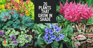 Many herbs can withstand shade if they get a minimum of light, even filtered sunlight, for two to three hours a day. 25 Gorgeous Plants That Grow In Shaded Area In Your Garden