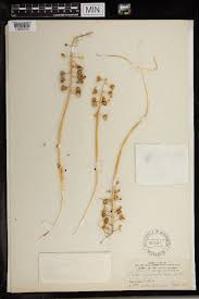 Image result for Scilla benguellensis