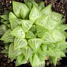 Image result for Cavacoa aurea