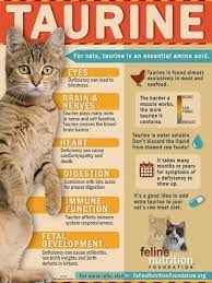 No Bull Taurine Is A Must For Kitty Feline Nutrition Great New Article By Marta Kaspar Downloadable Taurin Feline Health Homemade Cat Food Cat Nutrition