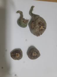 Image result for Amorphophallus abyssinicus