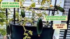 Grow Cucumbers in Aerogarden Bounty Basic Hydroponics, BEIT ALPHA ...