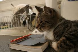 Friendly (but effective) cat repellent : Keeping Cats Off Counters A Strategy That Works Natural Cat Care Blog