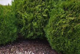30'' h x 15'' w x 15'' d; 11 Best Topiary Plants To Grow
