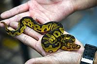 Ball pythons are a very popular snake in the united states. Ball Python Wikipedia