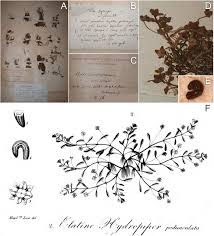 Resurrection and typification of Elatine campylosperma (Elatinaceae), a  long-forgotten waterwort species [PeerJ]