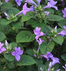 Image result for Barleria superata