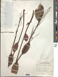 Image result for Phyllocosmus lemaireanus