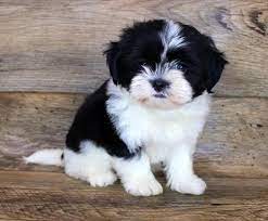 Mal Shi Puppies For Sale Chews A Puppy