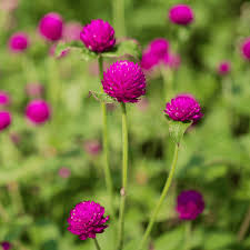 Image result for Gomphrena globosa